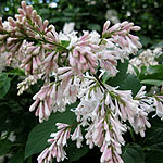 Syringa X josiflexa