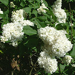 Syringa vulgaris - Madame Lemoine - Lilac - 2nd Image