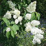 Syringa vulgaris - Madame Lemoine - Lilac