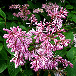 Syringa X prestoniae - Audrey - 2nd Image