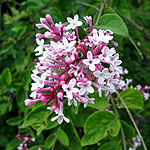 Syringa pubescens - Superba - Lilac