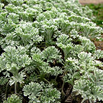 Tanacetum argenteum - Canum - Feverfew