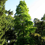 Taxodium distichum - Swamp cypress, Taxodium - 3rd Image
