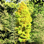 Taxodium distichum - Swamp cypress, Taxodium