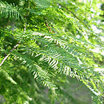 Taxodium distichum - Swamp cypress, Taxodium - 2nd Image