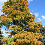 Taxodium ascendens - Nutans - Bald Cypress, Taxodium