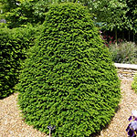 Taxus baccata - Yew