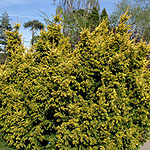Taxus baccata - Aurea - Yew