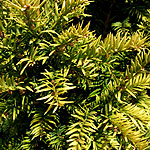 Taxus baccata - Aurea - Yew - 2nd Image