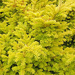 Taxus baccata - Semperaurea -  Yew