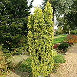 Taxus baccata - Standishii - Yew