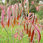 Tetradium glabrifolium - Glacoma - Bee Bee tree, Champion Ex Bentham