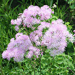 Thalictrum aquileqifolium - Thunder cloud - Meadow Rue