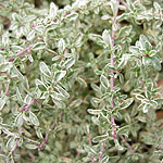 Thymus citriodorus - Silver Queen - Thyme