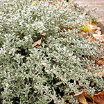 Thymus citriodorus - Silver Queen - Thyme - 2nd Image