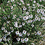 Thymus vulgaris - Thyme