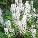 Tiarella - Spring Symphony - Foam Flower, Tiarella