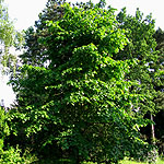 Tilia heterophylla - Linden tree - 2nd Image