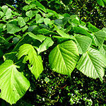 Tilia heterophylla - Linden tree