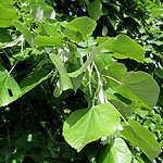 Tilia petiolaris