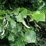 Tilia platyphyllos - Cordifolia - Broad leaved Lime