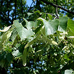 Tilia vulgaris - Common Lime