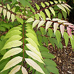 Toona sinensis - Flamingo - Chinese cedar, Toona