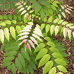 Toona sinensis - Flamingo - Chinese cedar, Toona - 2nd Image