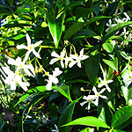 Trachelospermum jasminoides - Chinese Jasmine, Confererate Jasmine