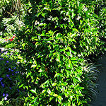 Trachelospermum jasminoides - Chinese Jasmine, Confererate Jasmine - 2nd Image