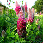 Trifolium rubens - Ornamental clover