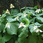 Trillium erectum - Wood Lilly, Trillium