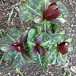 Trillium chloropetalum - Hibbersoni - Wake Robin, Birthroot, Trilium