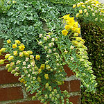 Tropaeolum polyphylium - Tropaeolum