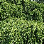 Tsuga canadensis - Pendula - Weeping Eastern Hemlock