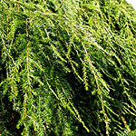 Tsuga canadensis - Pendula - Weeping Eastern Hemlock - 3rd Image