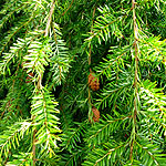 Tsuga canadensis - Pendula - Weeping Eastern Hemlock - 2nd Image