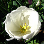 Tulipa - Jackpot - Tulip - 2nd Image