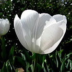 Tulipa - Jackpot - Tulip
