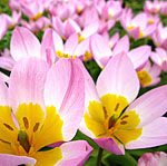 Tulipa - little Beauty - Tulip