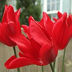 Tulipa - Pieter de Leur - Tulip
