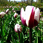 Tulipa - Rems Favourite - Tulip