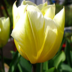 Tulipa - Sweetheart - Tulip
