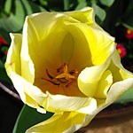 Tulipa - Sweetheart - Tulip - 2nd Image