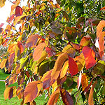 Ulmus laevis - European White Elm