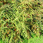 Vaccinium moupinense - Bilburry - 2nd Image