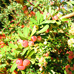 Vaccinium moupinense - Bilburry