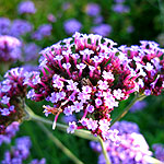 Verbena bonariensis - Verbena - 2nd Image