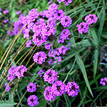 Verbena rigida - Verbena - 2nd Image