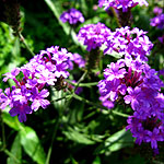 Verbena rigida - Verbena